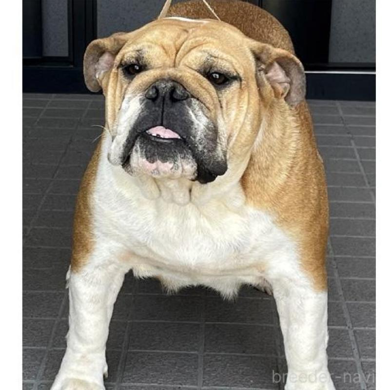 販売中の北海道のブルドッグ-435302の4枚目