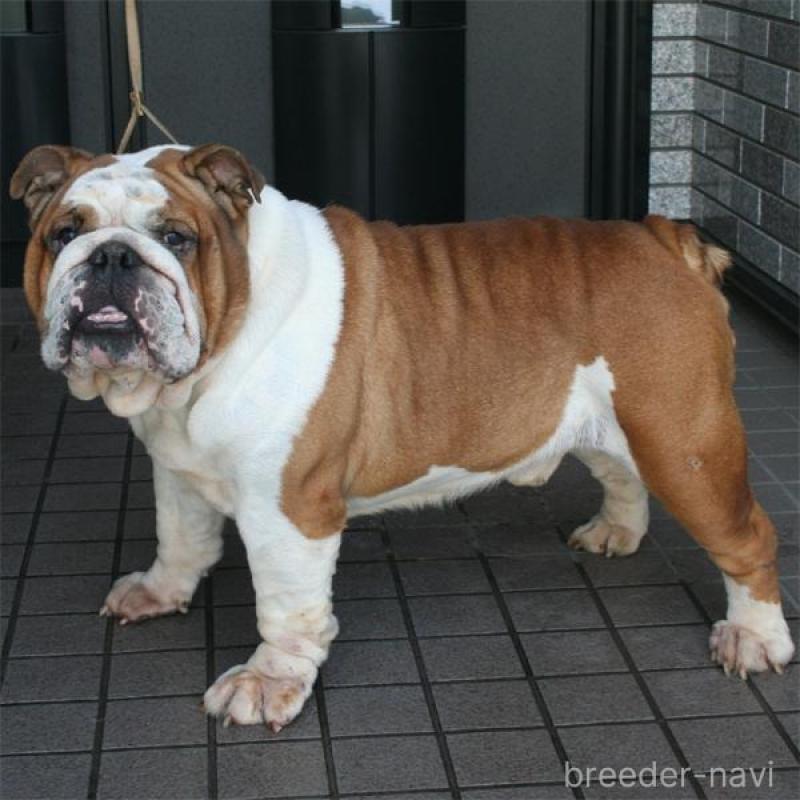 販売中の北海道のブルドッグ-435302の3枚目