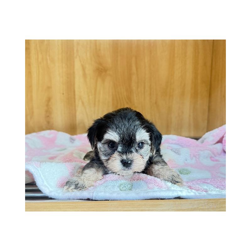 販売中の愛知県のチワプー:チワワ×トイプードル-435303の1枚目