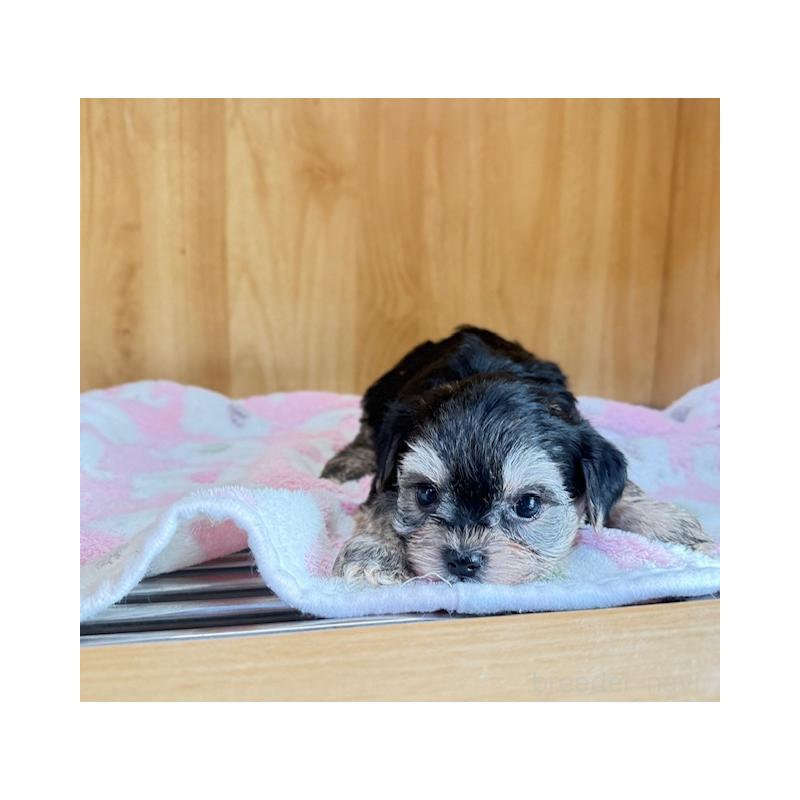 販売中の愛知県のチワプー:チワワ×トイプードル-435303の6枚目