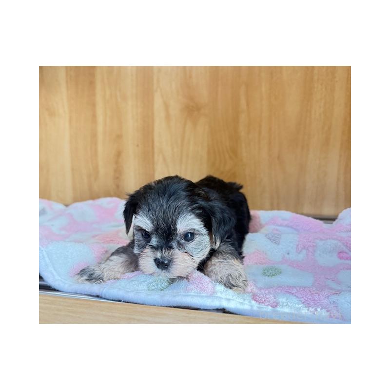 販売中の愛知県のチワプー:チワワ×トイプードル-435303の5枚目