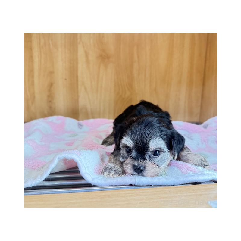 販売中の愛知県のチワプー:チワワ×トイプードル-435303の3枚目