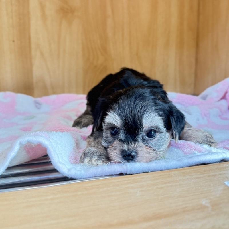 販売中の愛知県のチワプー:チワワ×トイプードル-435303の2枚目