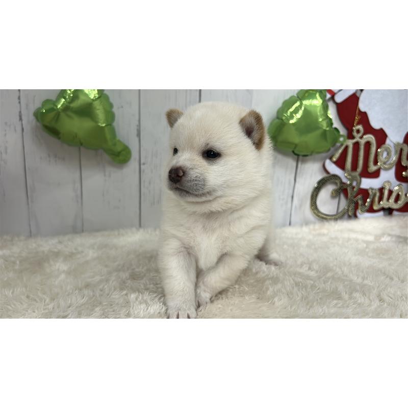 成約済の鹿児島県の豆柴-433813の9枚目