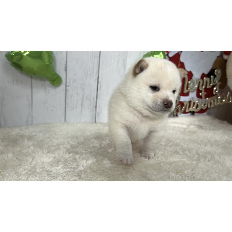 成約済の鹿児島県の豆柴-433813の8枚目