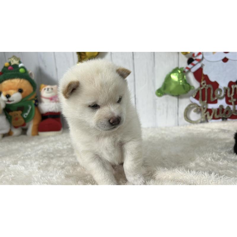 成約済の鹿児島県の豆柴-433813の7枚目