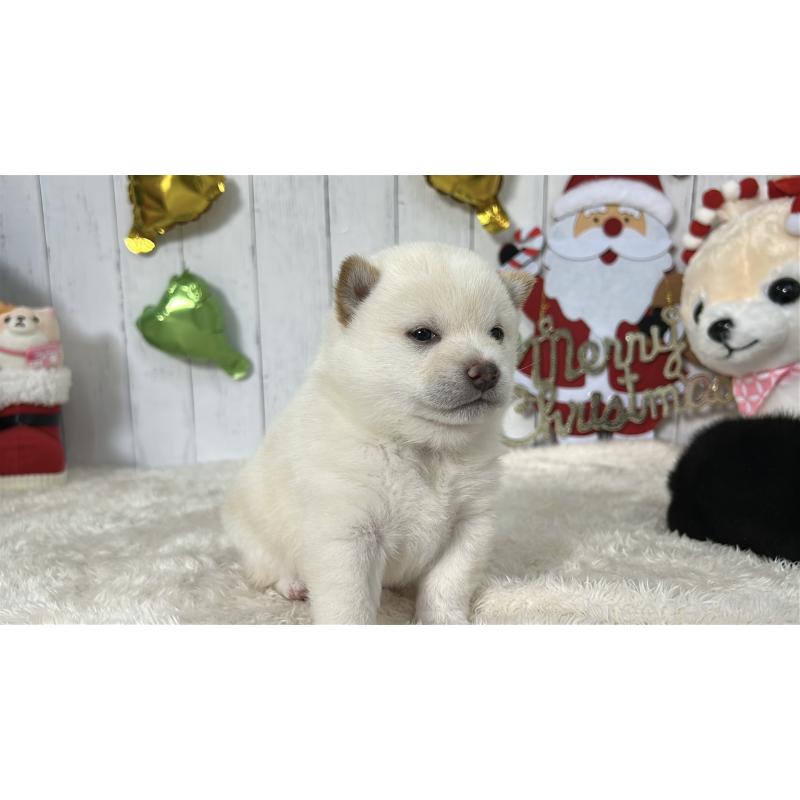 成約済の鹿児島県の豆柴-433813の6枚目