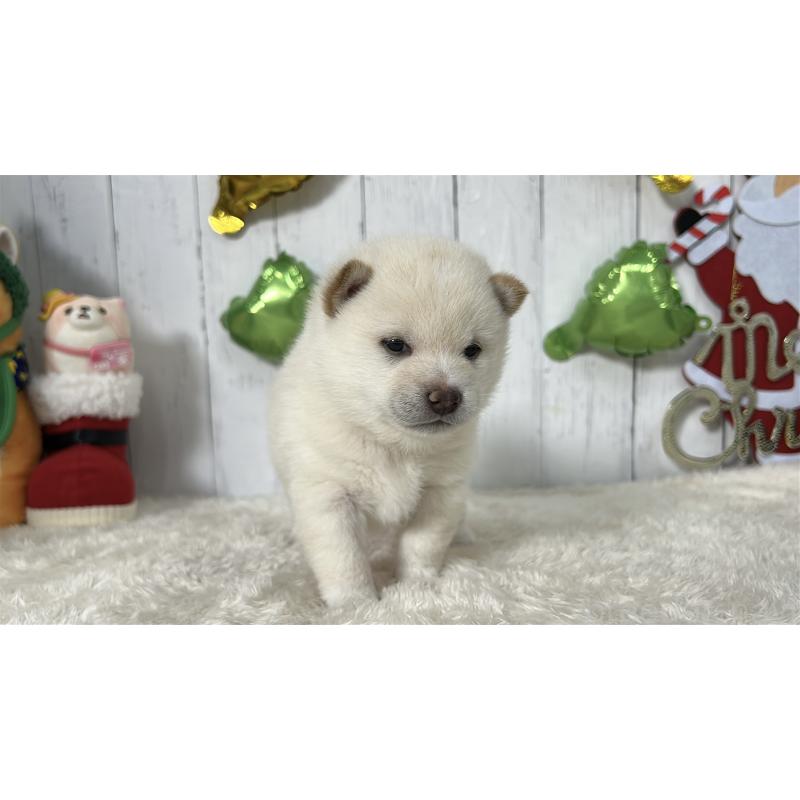 成約済の鹿児島県の豆柴-433813の4枚目