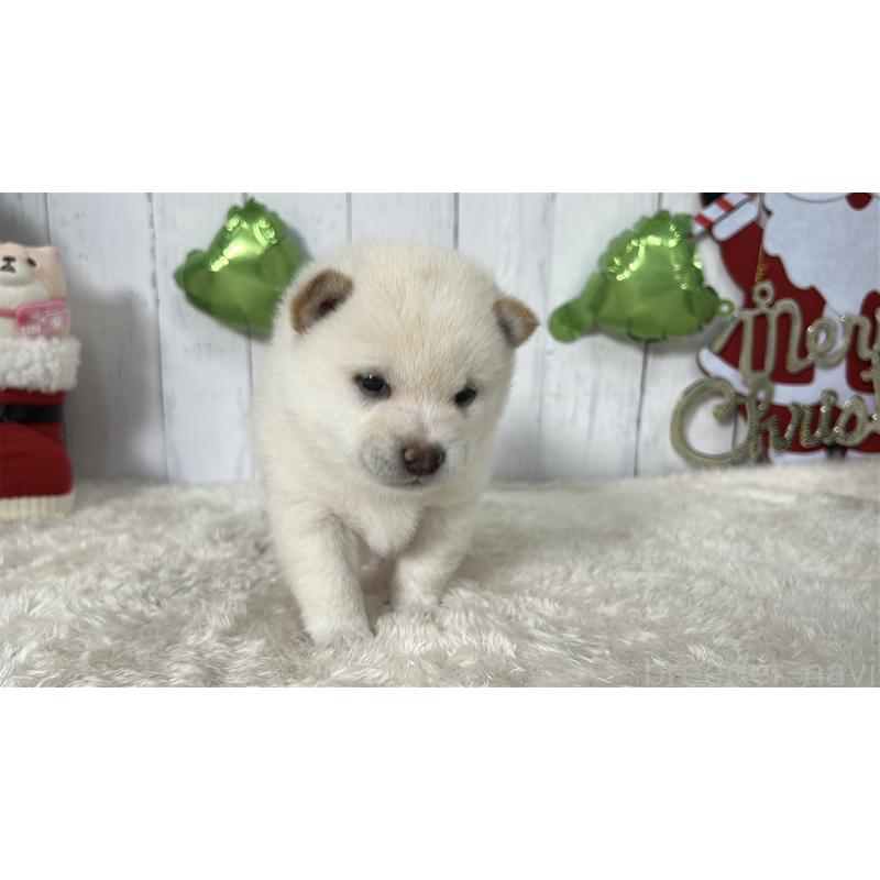 成約済の鹿児島県の豆柴-433813の2枚目