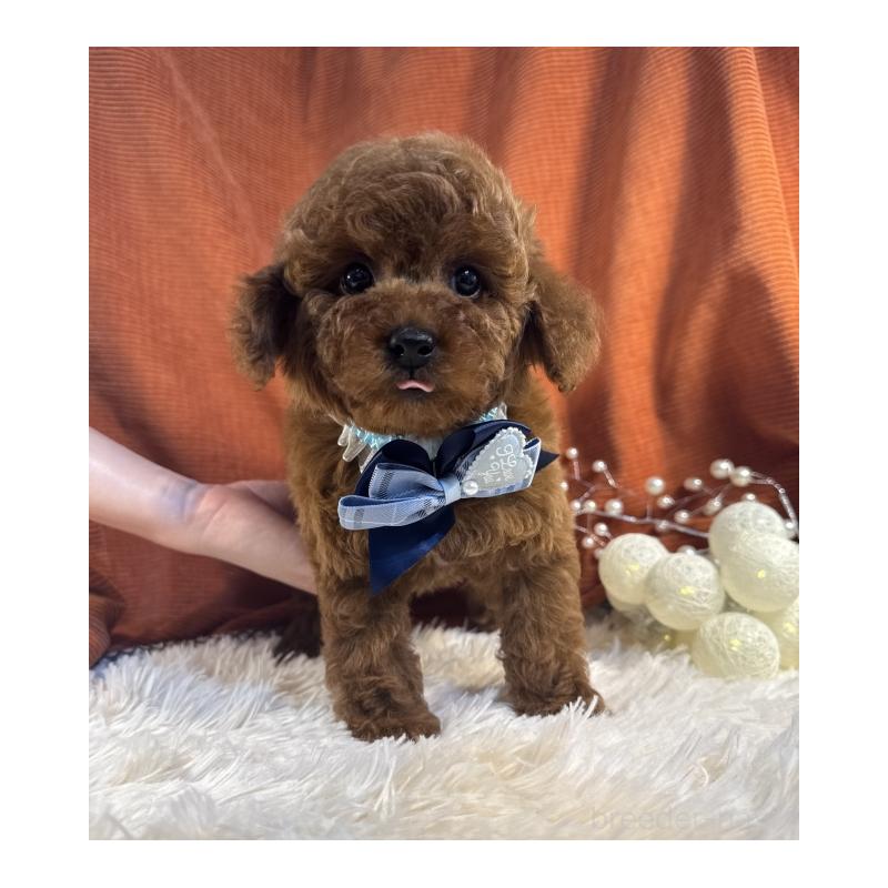 販売中の茨城県のトイプードル-435304の5枚目