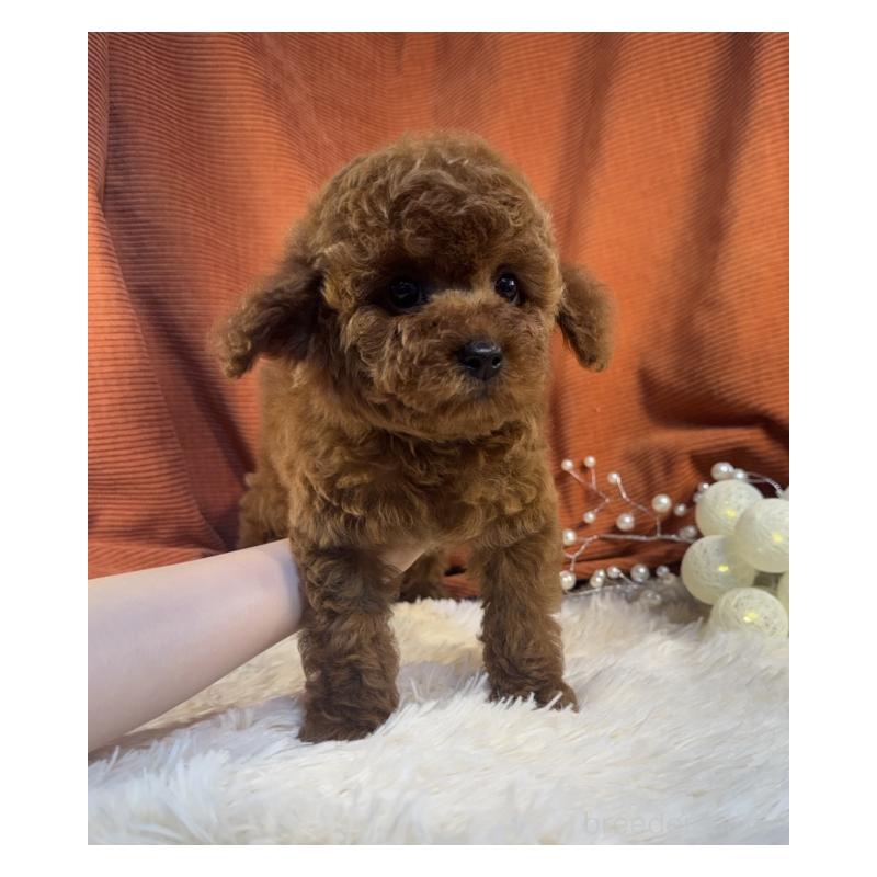 販売中の茨城県のトイプードル-435304の4枚目