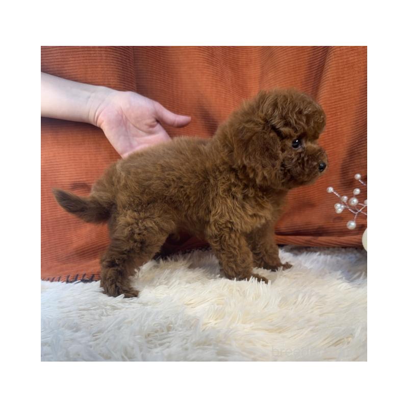 販売中の茨城県のトイプードル-435304の3枚目