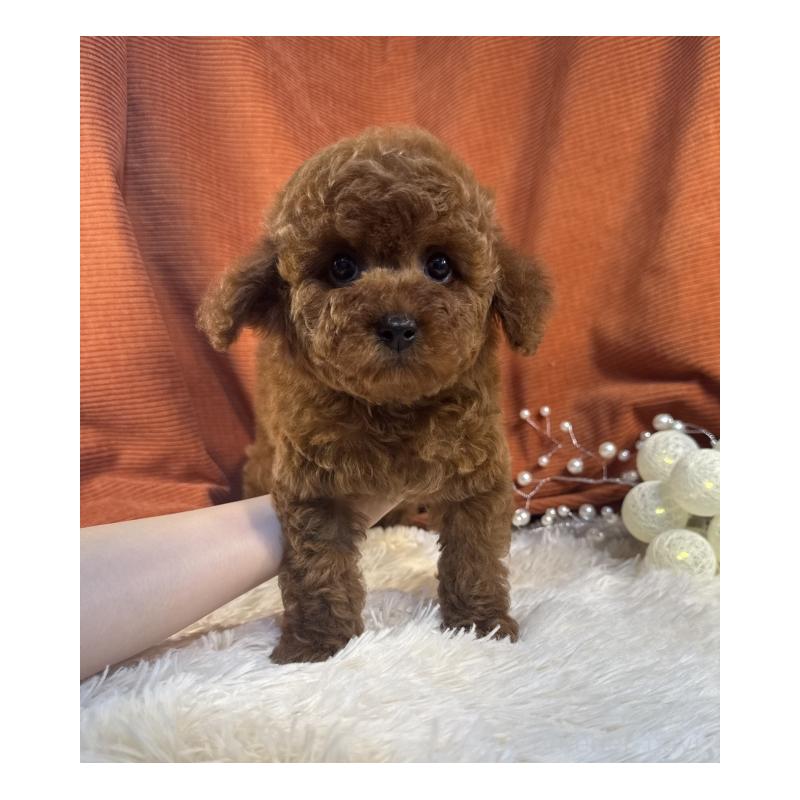 販売中の茨城県のトイプードル-435304の2枚目