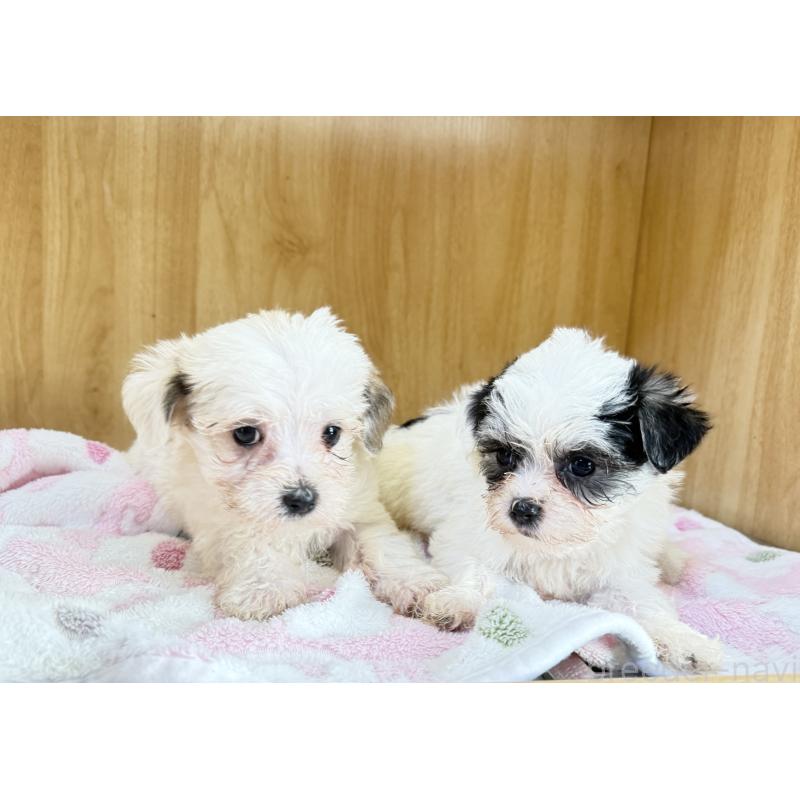 販売中の愛知県のチワマル:チワワ×マルチーズ-435305の5枚目