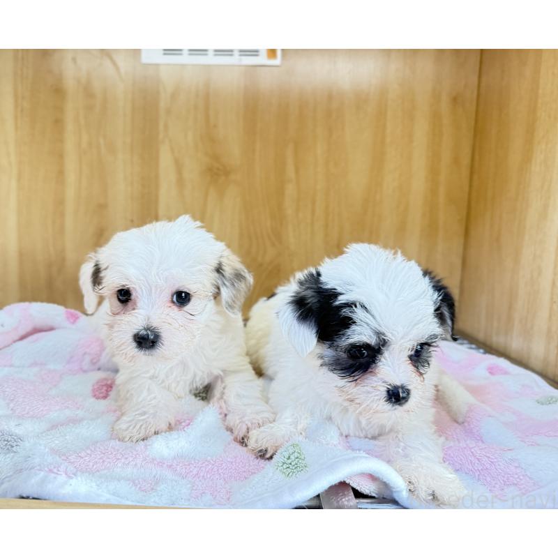 販売中の愛知県のチワマル:チワワ×マルチーズ-435305の4枚目