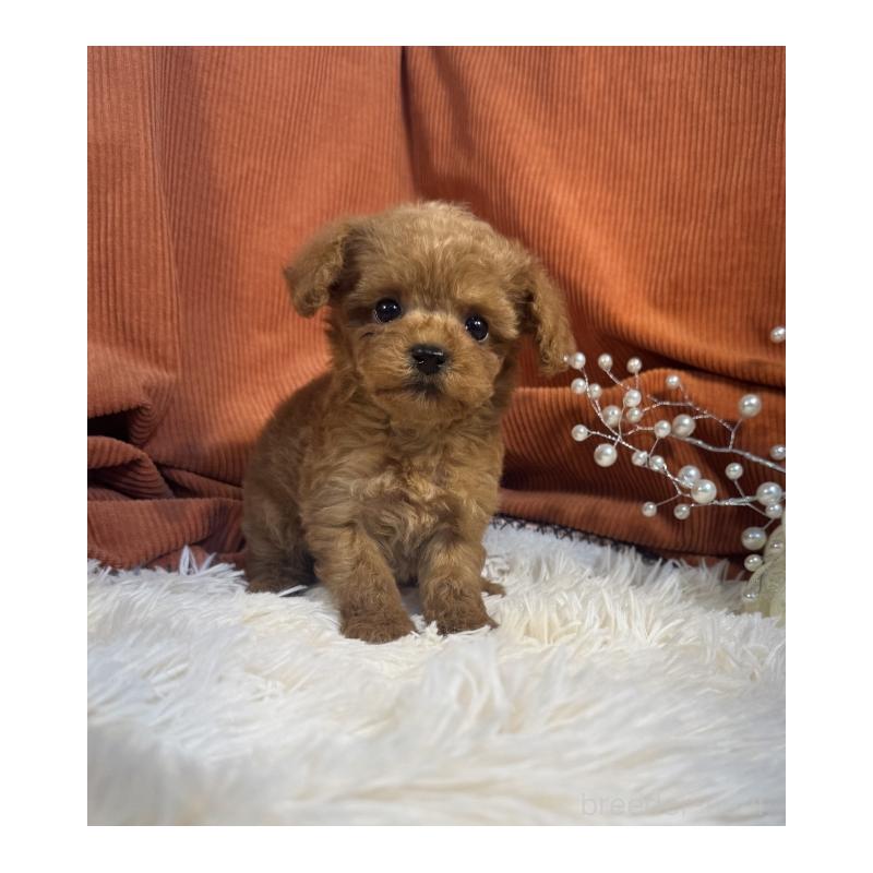 販売中の茨城県のトイプードル-435306の5枚目