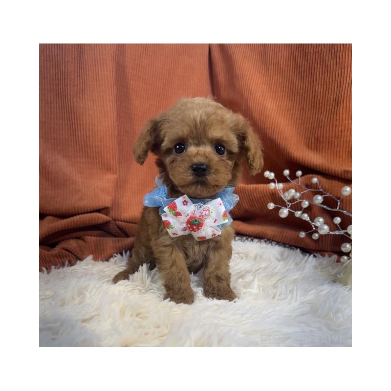 販売中の茨城県のトイプードル-435306の4枚目