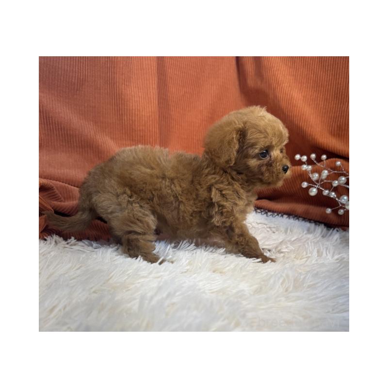 販売中の茨城県のトイプードル-435306の3枚目