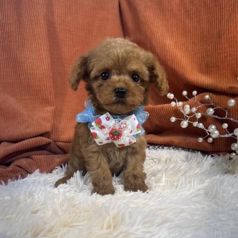 販売中の茨城県のトイプードル-435306の1枚目