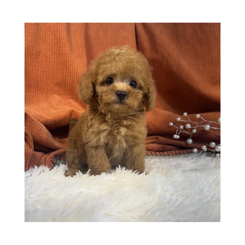 販売中の茨城県のトイプードル-435307の4枚目