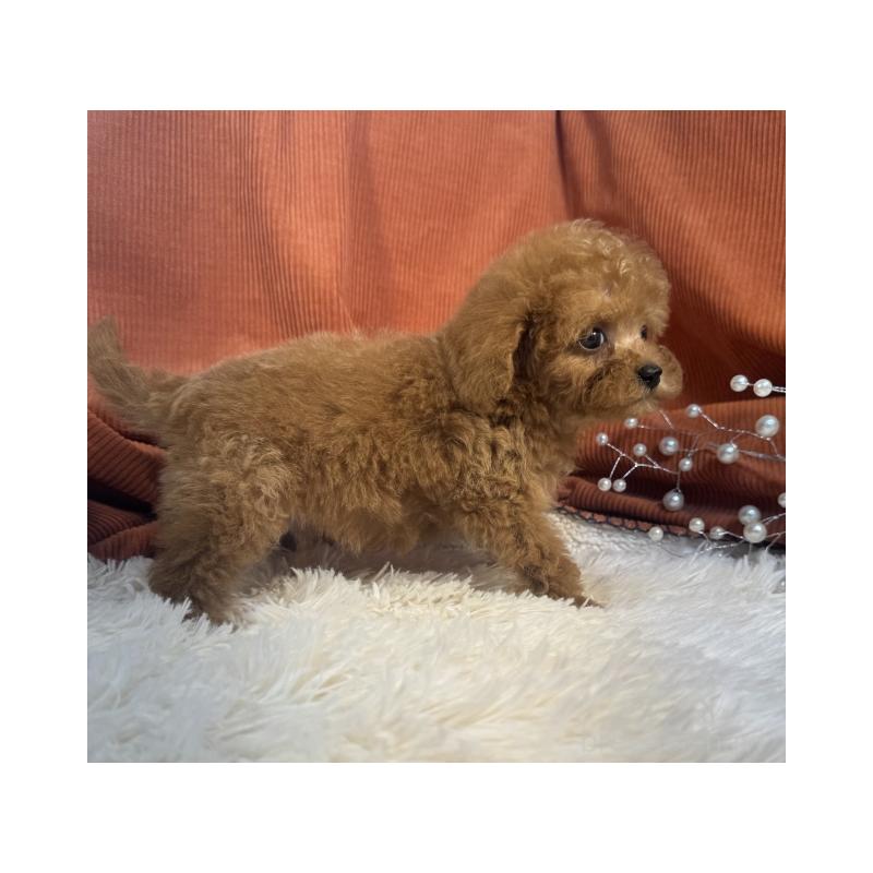 販売中の茨城県のトイプードル-435307の3枚目