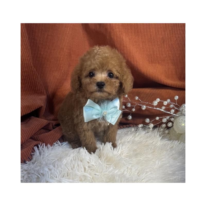 販売中の茨城県のトイプードル-435307の2枚目