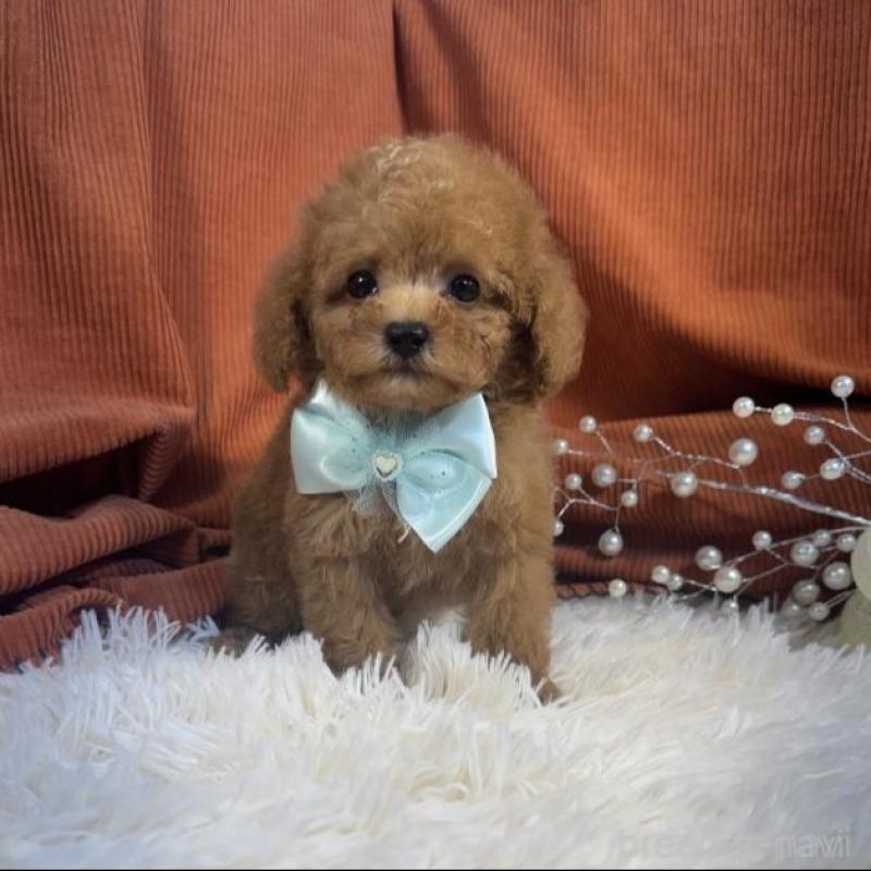 販売中の茨城県のトイプードル-435307の1枚目