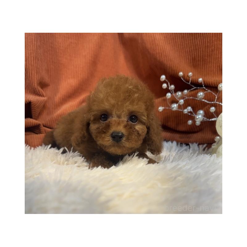 販売中の茨城県のトイプードル-435308の4枚目