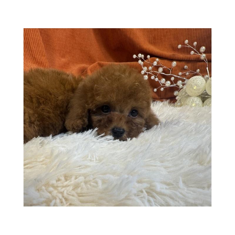 販売中の茨城県のトイプードル-435308の2枚目