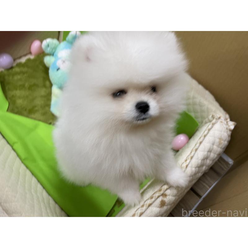 販売中の岐阜県のポメラニアン-429216の5枚目