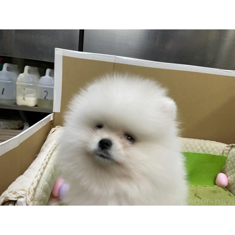 販売中の岐阜県のポメラニアン-429216の3枚目