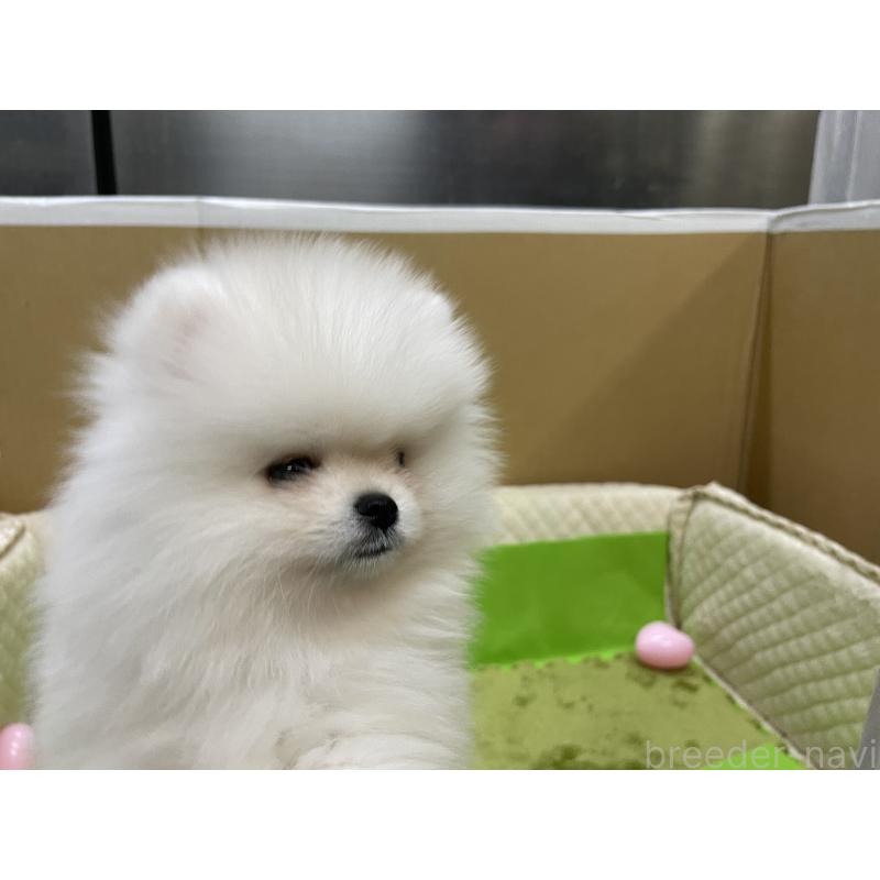 販売中の岐阜県のポメラニアン-429216の2枚目
