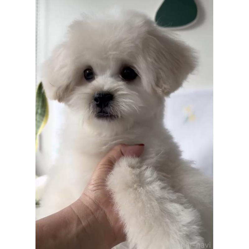 販売中の福岡県のミックス犬-435309の5枚目