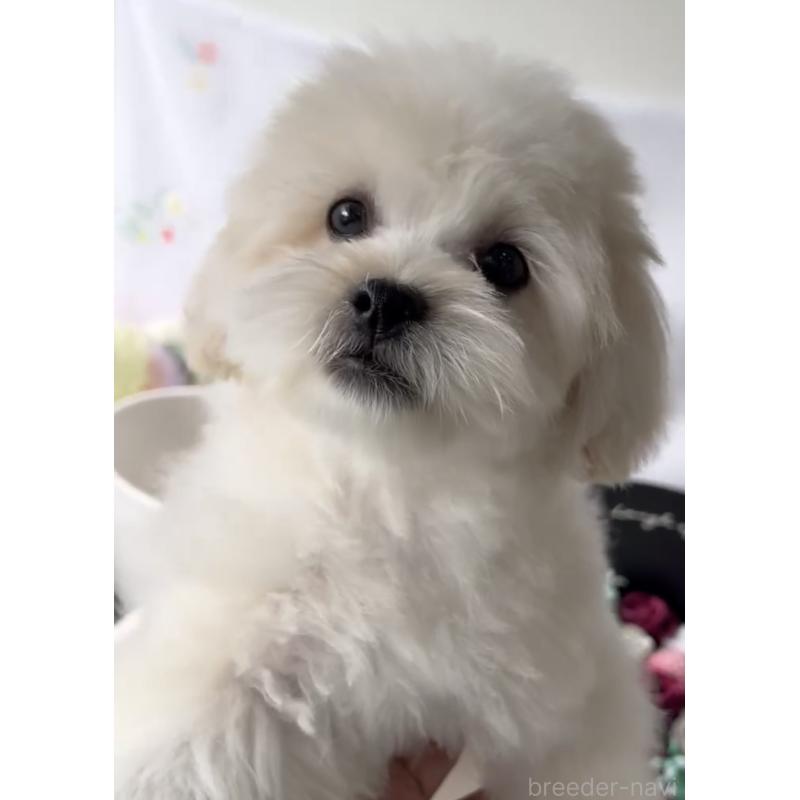 販売中の福岡県のミックス犬-435309の4枚目