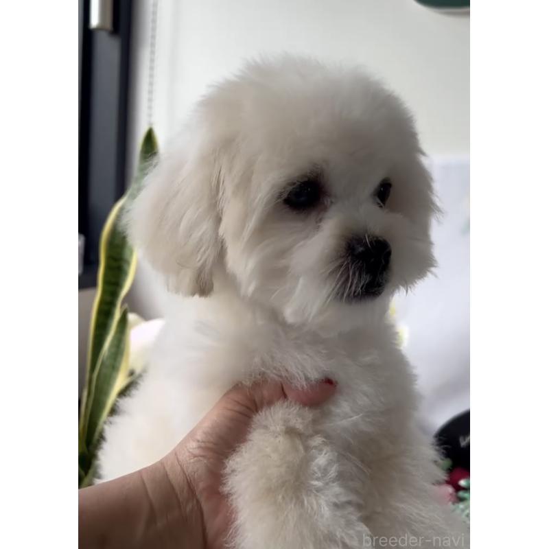 販売中の福岡県のミックス犬-435309の3枚目