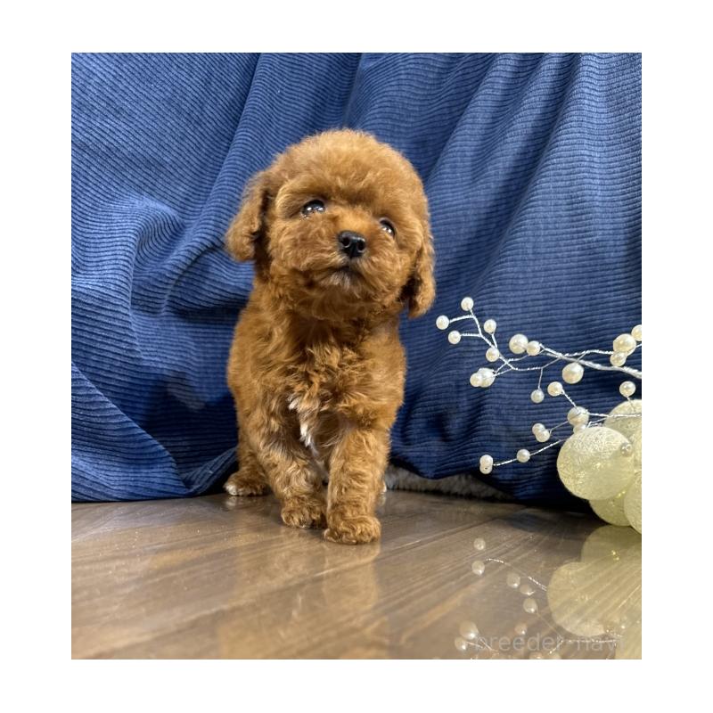 販売中の茨城県のトイプードル-435310の5枚目