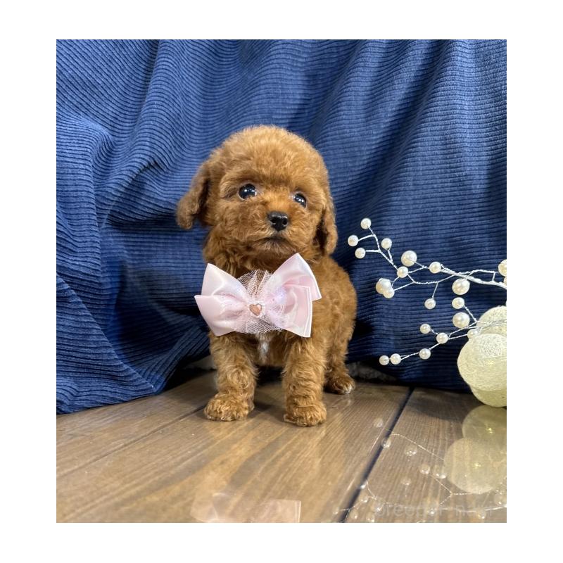 販売中の茨城県のトイプードル-435310の4枚目