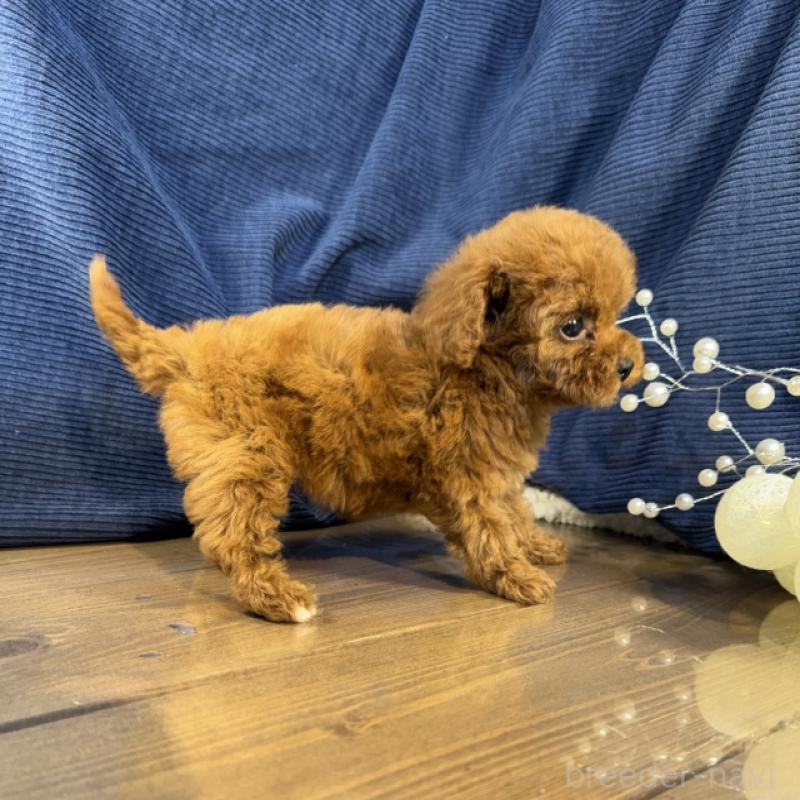 販売中の茨城県のトイプードル-435310の3枚目