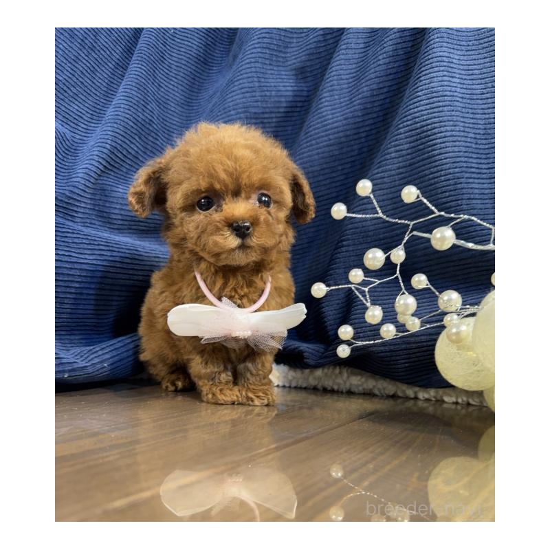 販売中の茨城県のトイプードル-435311の5枚目