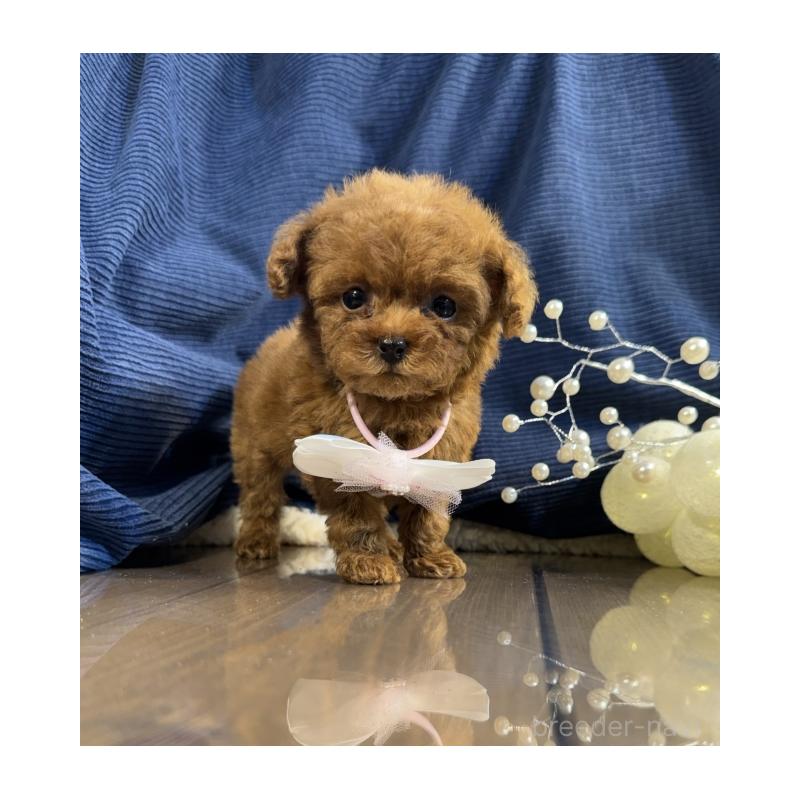 販売中の茨城県のトイプードル-435311の4枚目