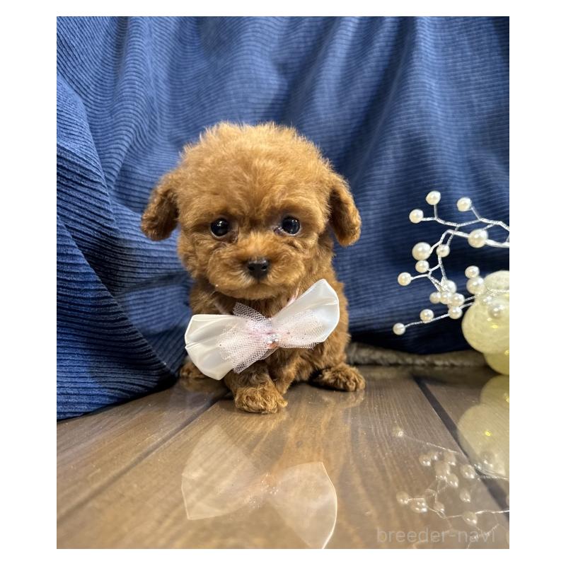 販売中の茨城県のトイプードル-435311の2枚目