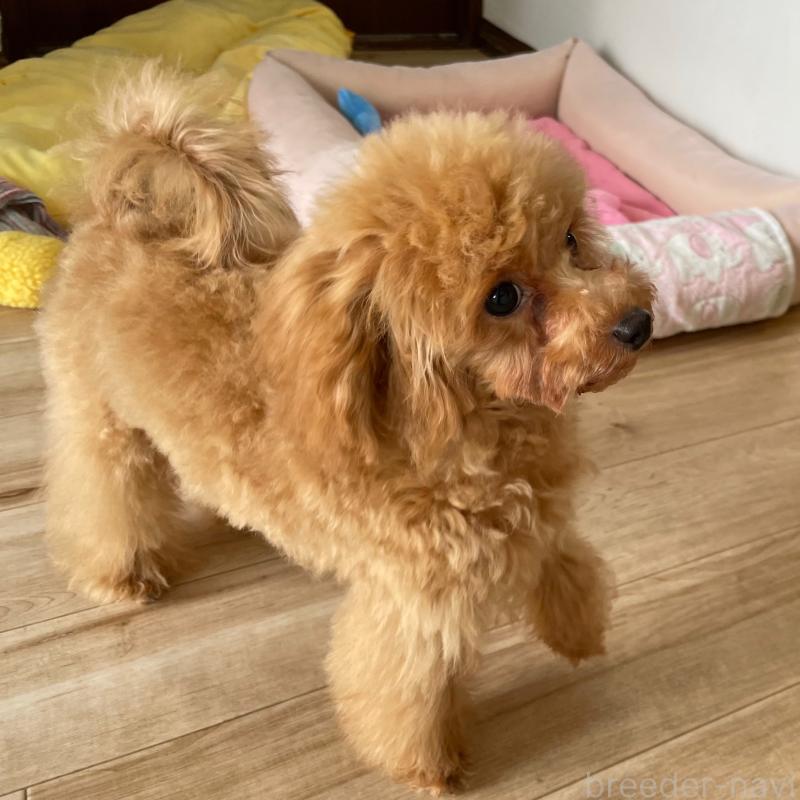 販売中の福岡県のタイニープードル-419432の11枚目