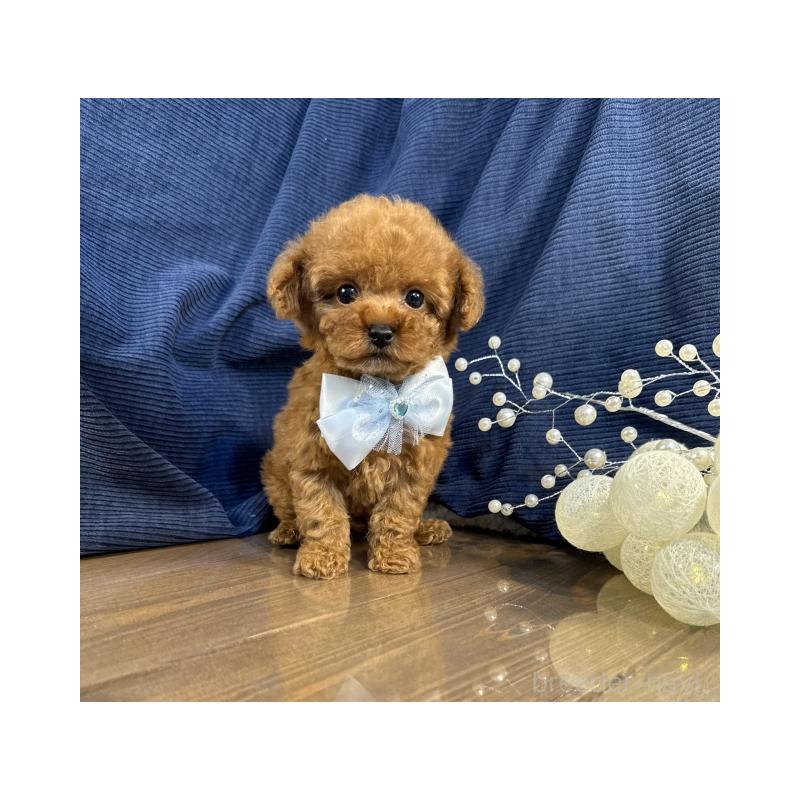 販売中の茨城県のトイプードル-435312の5枚目