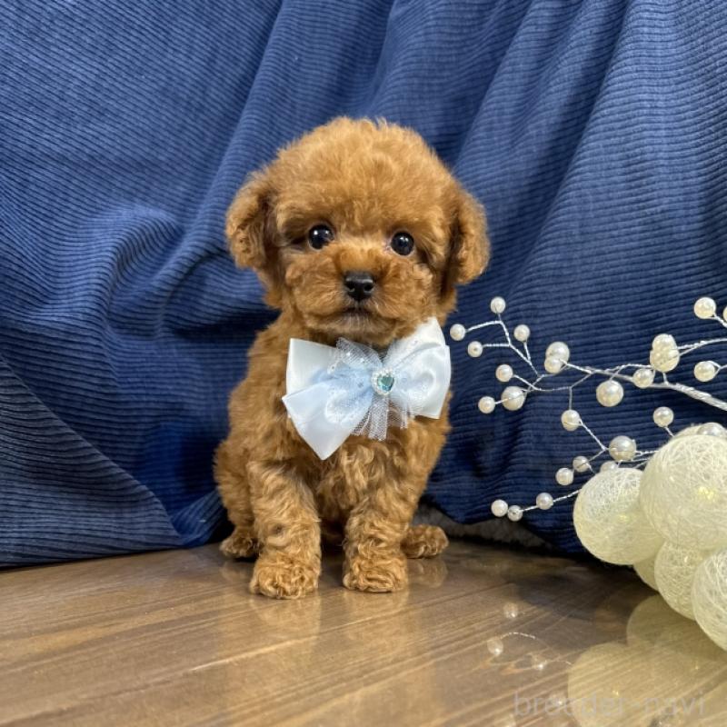 販売中の茨城県のトイプードル-435312の4枚目