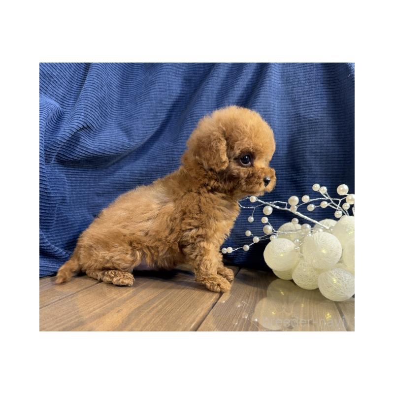 販売中の茨城県のトイプードル-435312の3枚目