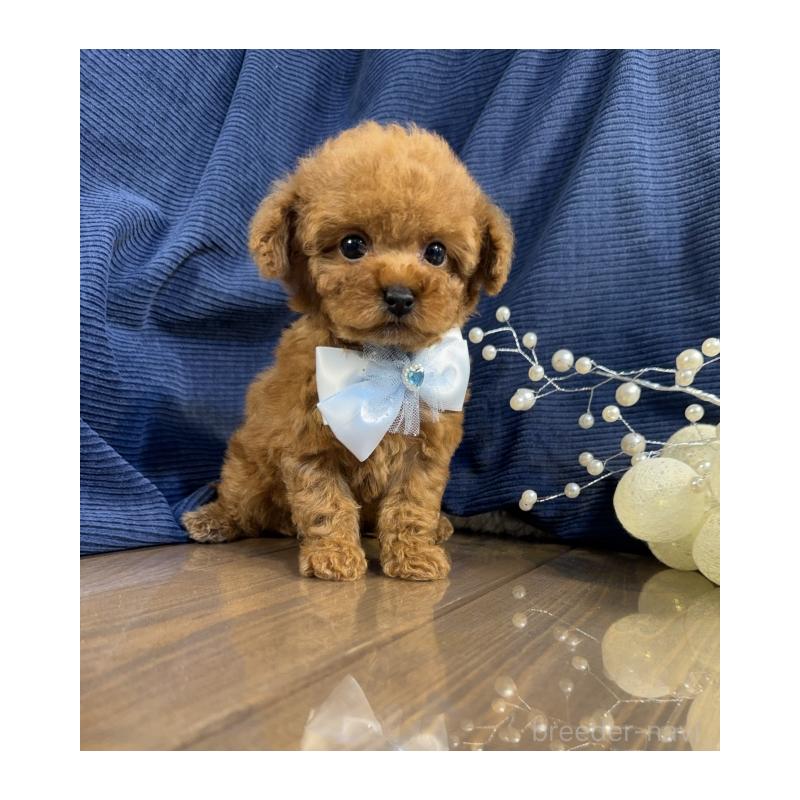 販売中の茨城県のトイプードル-435312の2枚目