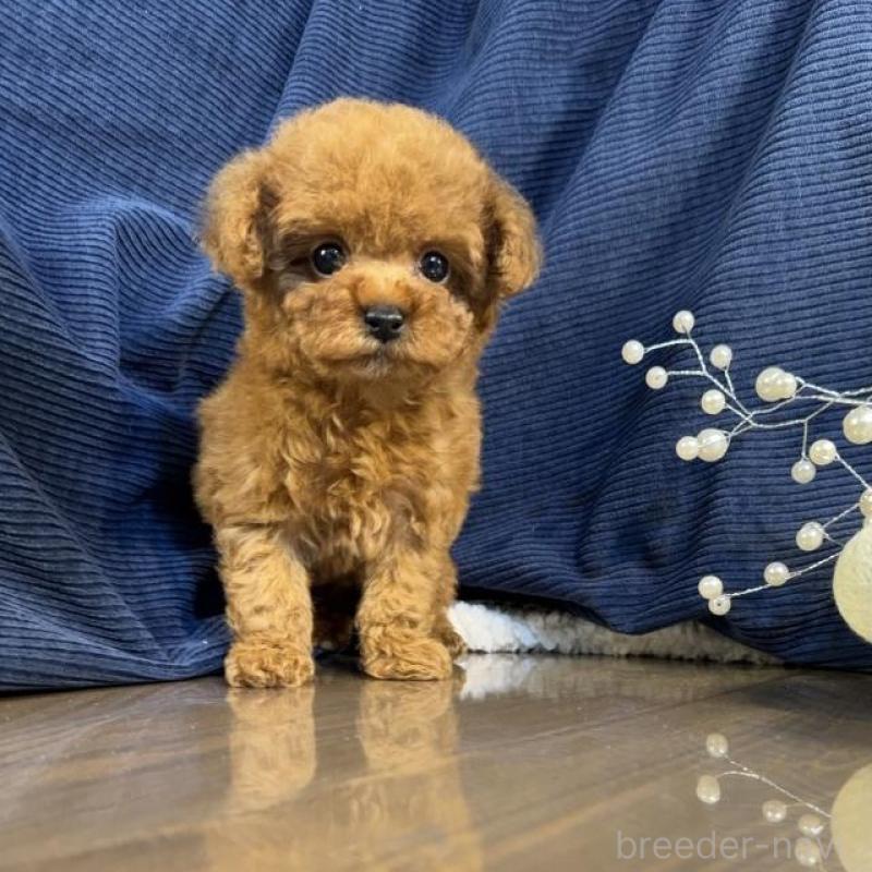 販売中の茨城県のトイプードル-435312