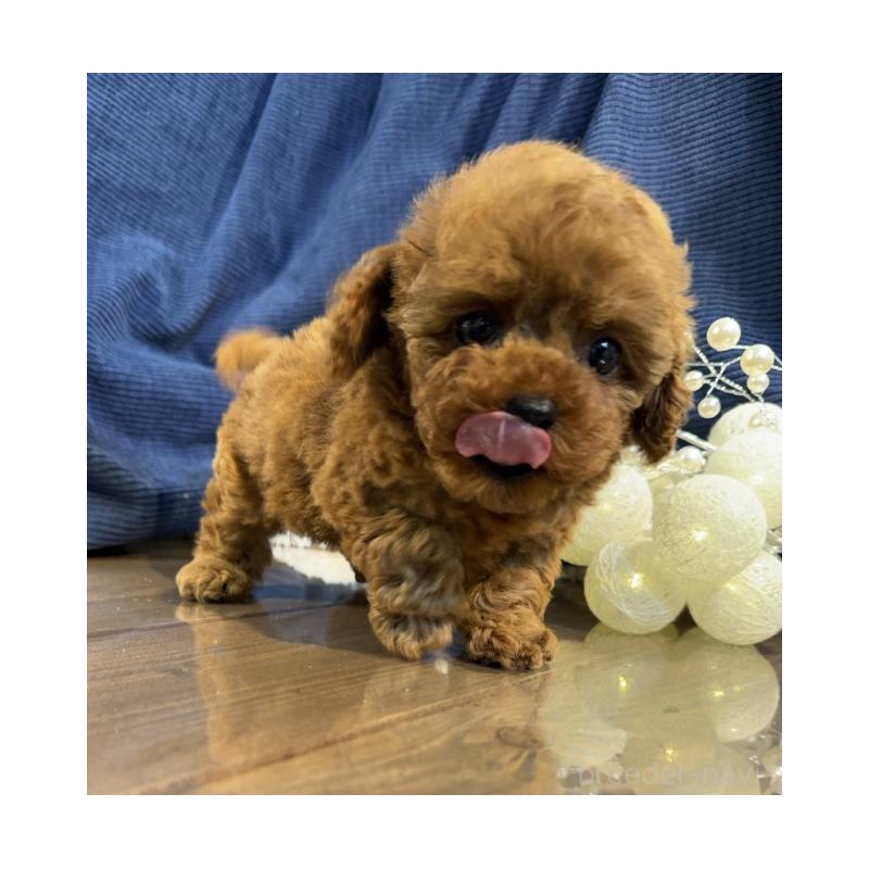 販売中の茨城県のトイプードル-435313の4枚目