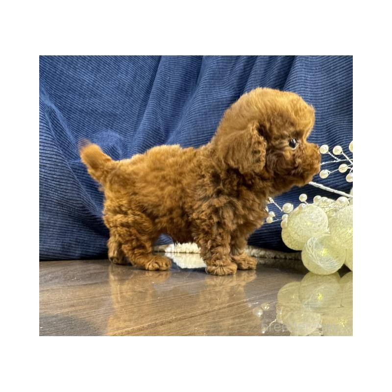 販売中の茨城県のトイプードル-435313の3枚目