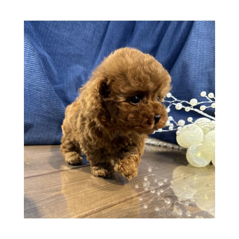 販売中の茨城県のトイプードル-435313の2枚目